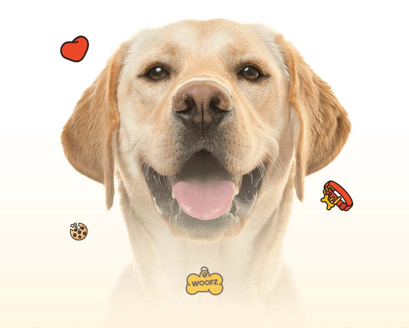 Friendly golden Labrador retriever