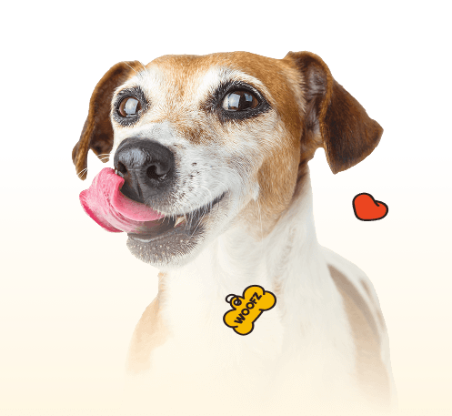 responsibilities dog